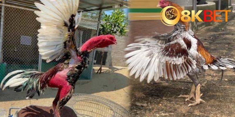 Các yếu tố quan trọng trong một trận chọi gà đòn
