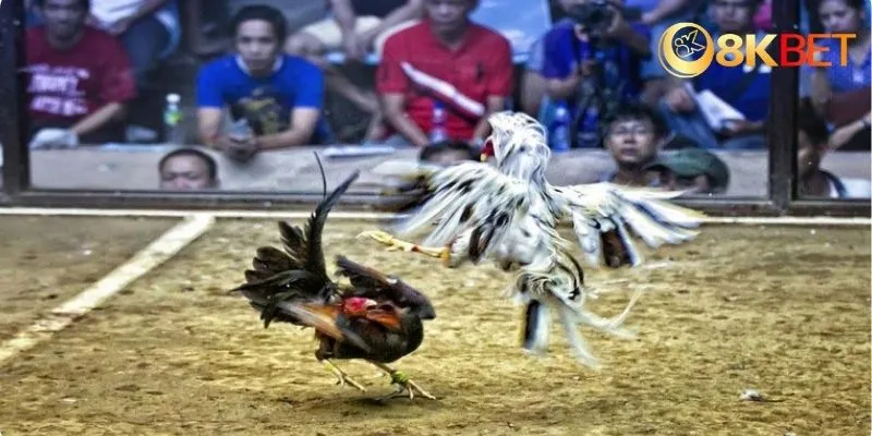Những điểm nổi bật khi tham gia đá gà trên mạng